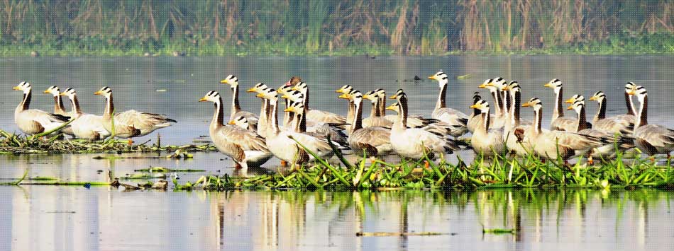 Okhla Bird Sanctuary